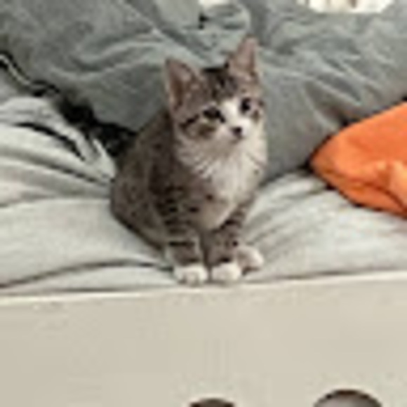 mollyabriggs